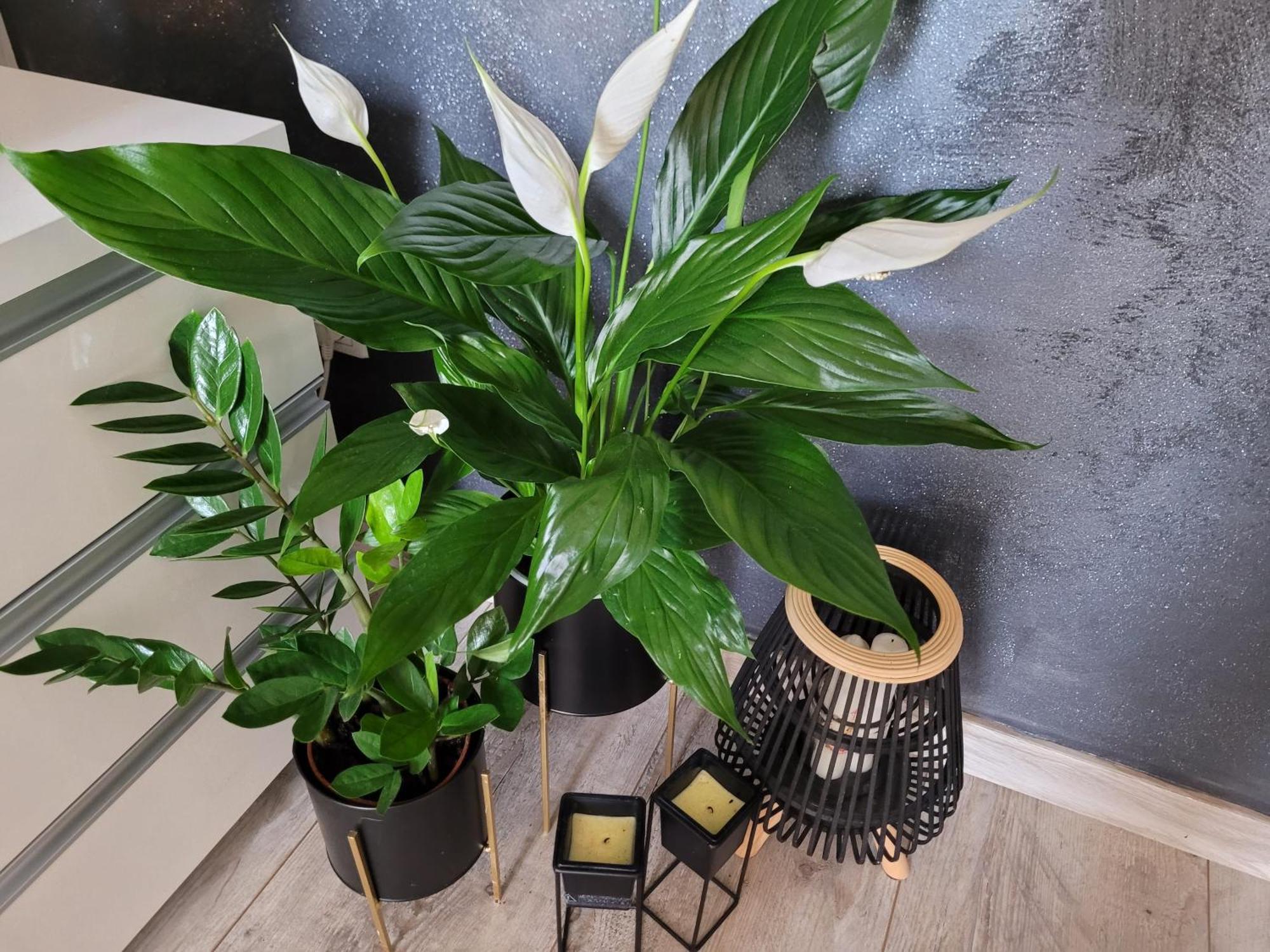 Apartament Lilla Jelenia Góra Extérieur photo